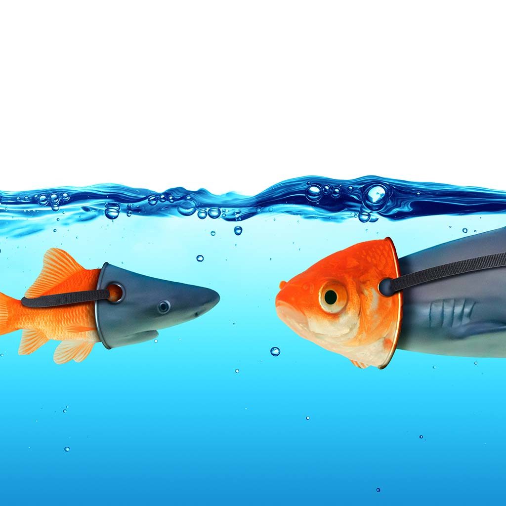 A goldfish and a larger fish face each other underwater, each wearing a shark fin strap. This imaginative scene mirrors the creativity often found in Ashevilles budding design hubs, where playful ideas flow as freely as in this whimsical aquatic encounter.
